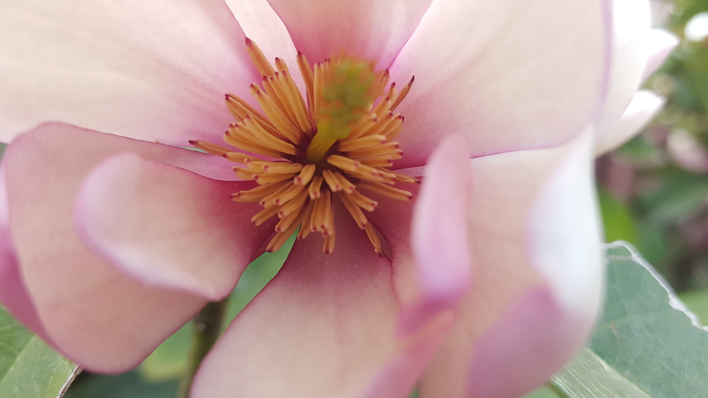 Magnolia hybrida 'Fairy Blush' - NEW