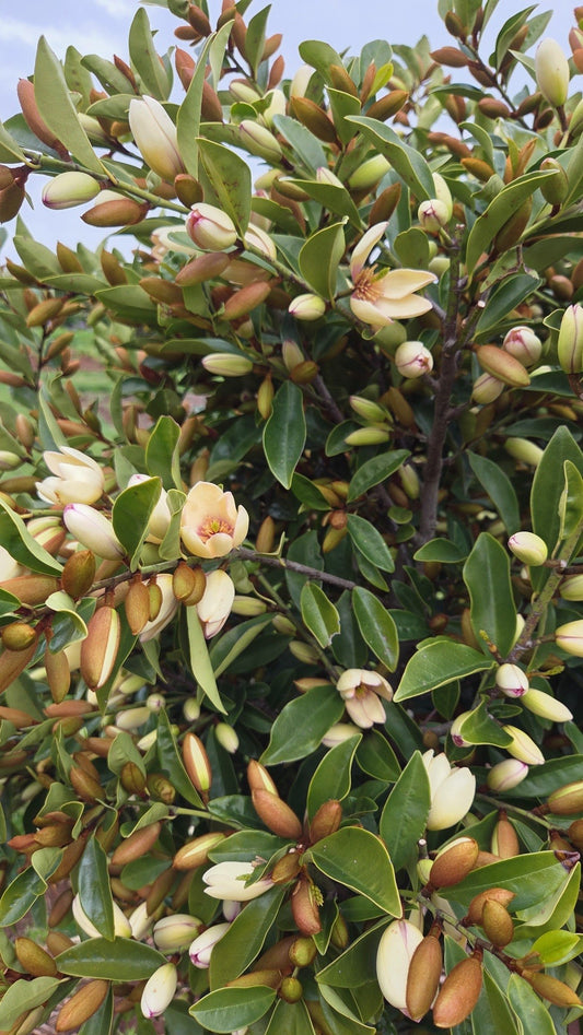 Magnolia hybrida 'Fairy Petite Peach' PBR - NEW