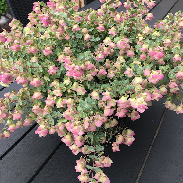 Origanum rotundifolium x scabrum 'Kent Beauty'