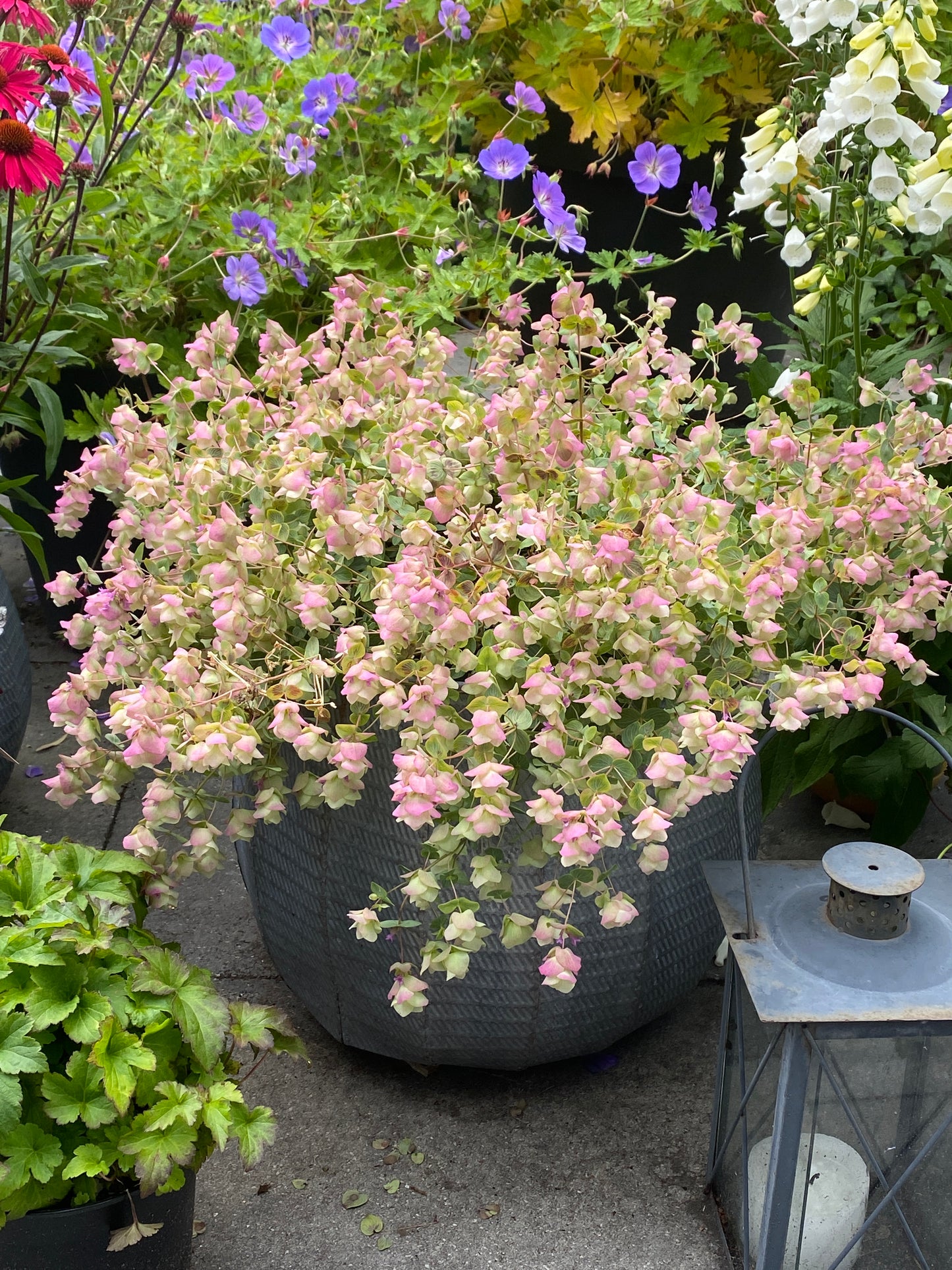 Origanum rotundifolium x scabrum 'Kent Beauty'