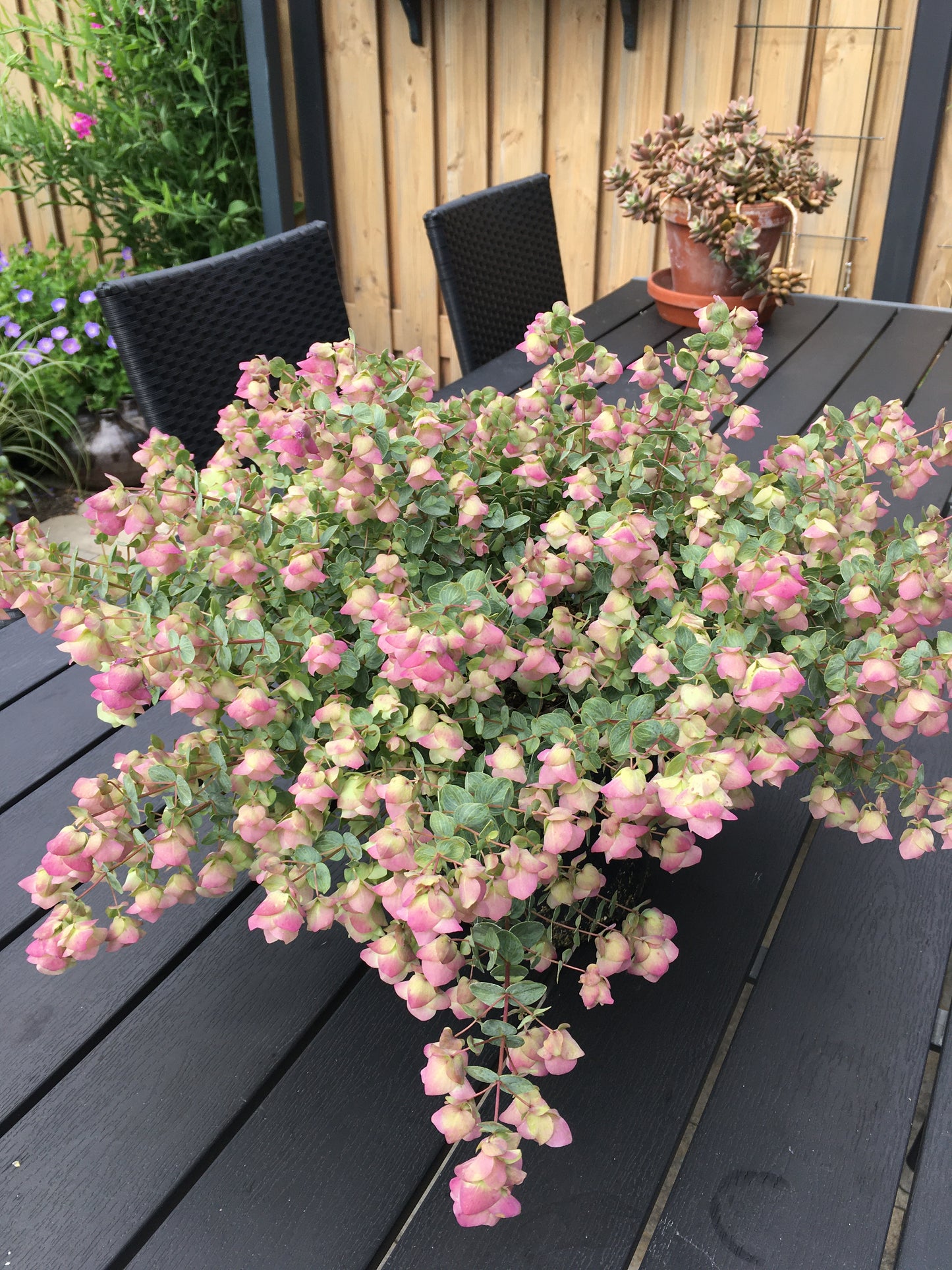 Origanum rotundifolium x scabrum 'Kent Beauty'