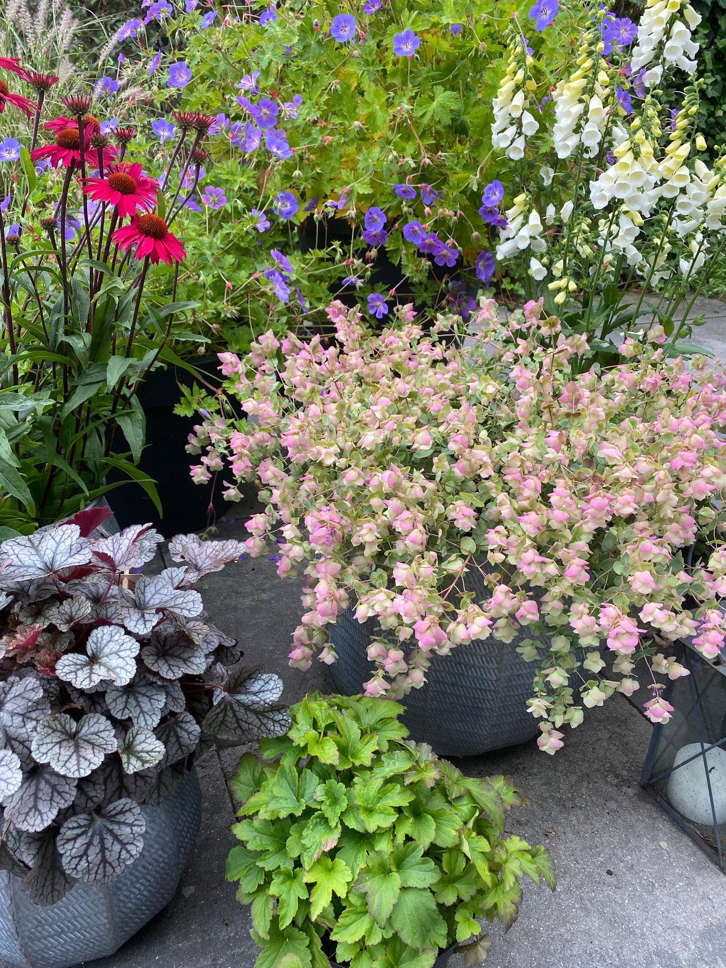 Origanum rotundifolium x scabrum 'Kent Beauty'