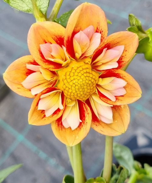 Dahlia variabilis 'Outrageous Gor Blimey' - NEW