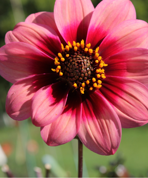 Dahlia variabilis 'Outrageous Ringo' - NEW
