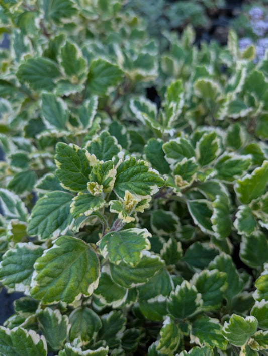 Plectranthus madagascariensis 'Variegated White' - NEW