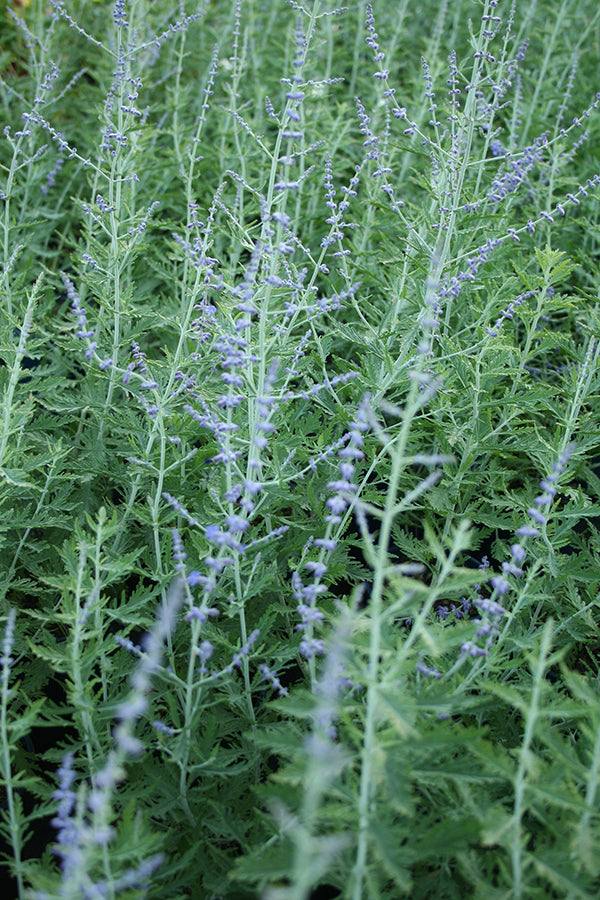 Perovskia atriplicifolia 'Blue Spire'