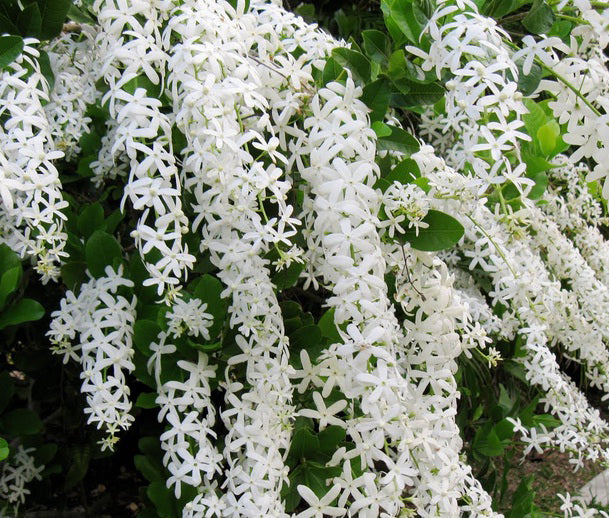 Petrea volubilis 'Snow Stars'