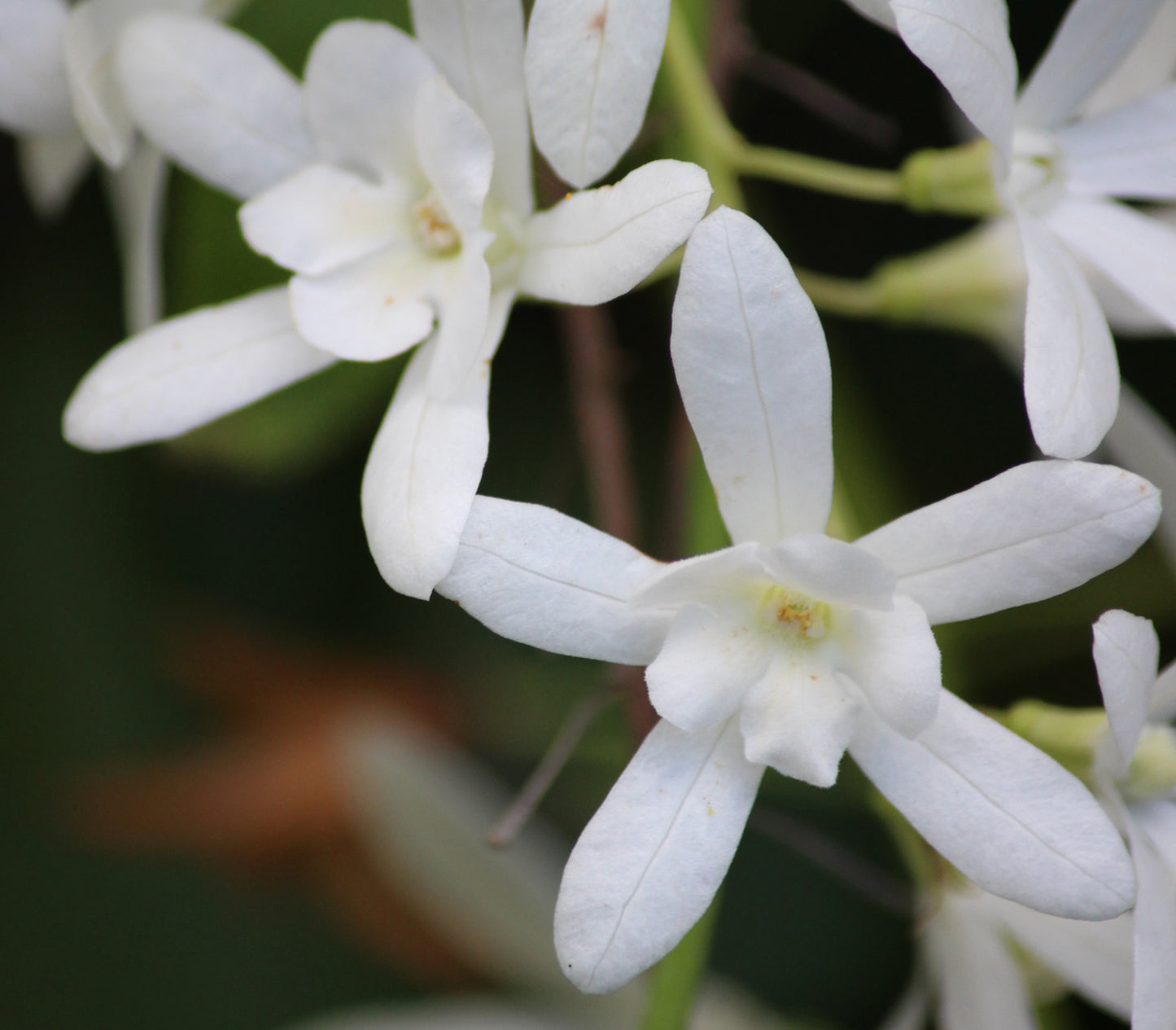 Petrea volubilis 'Snow Stars'