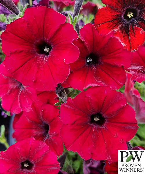 Petunia hybrid Supertunia 'Black Cherry'