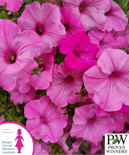 Petunia hybrid Supertunia Vista 'Bubblegum'