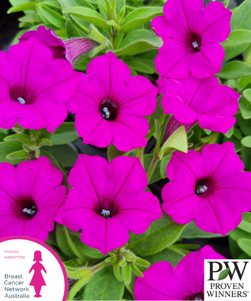 Petunia hybrid Supertunia Vista 'Jazzberry'