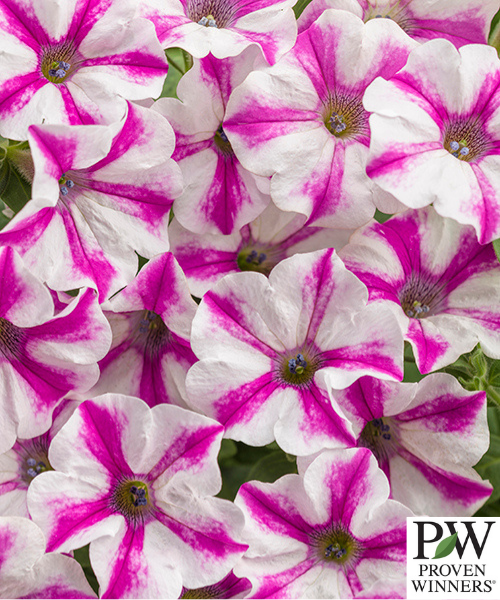 Petunia hybrid Supertunia 'Lovie Dovie'