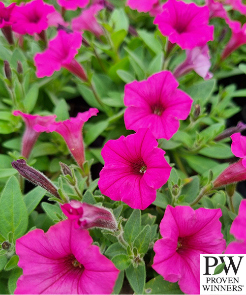 Petunia hybrid Supertunia Mini Vista 'Hot Pink'
