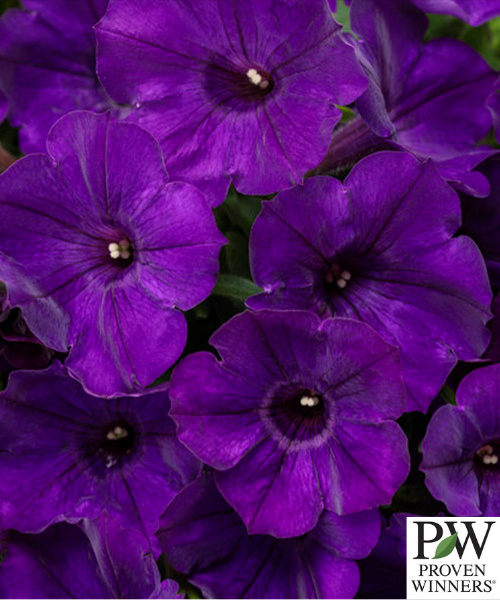 Petunia hybrid Supertunia 'Royal Velvet'