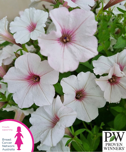 Petunia hybrid Supertunia Vista 'Silverberry'
