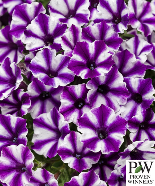 Petunia hybrid Supertunia Mini Vista 'Violet Star Charm'