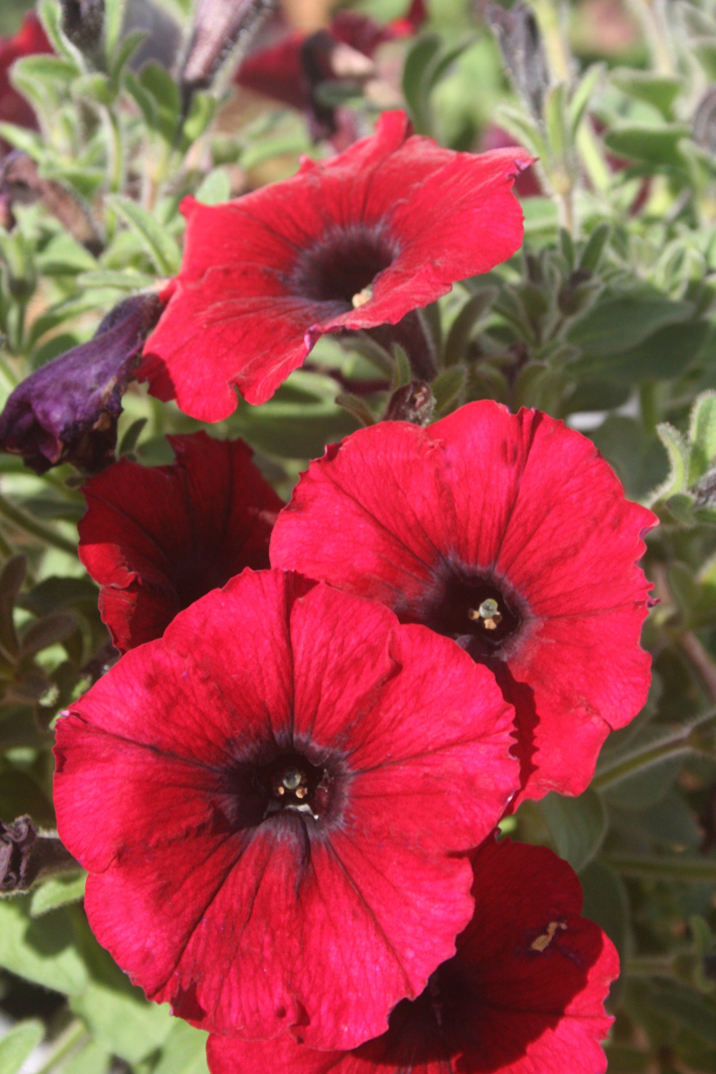 Petunia hybrid Supertunia 'Black Cherry'