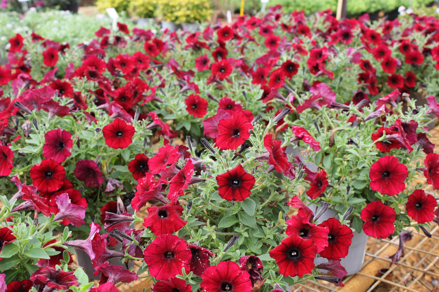 Petunia hybrid Supertunia 'Black Cherry'