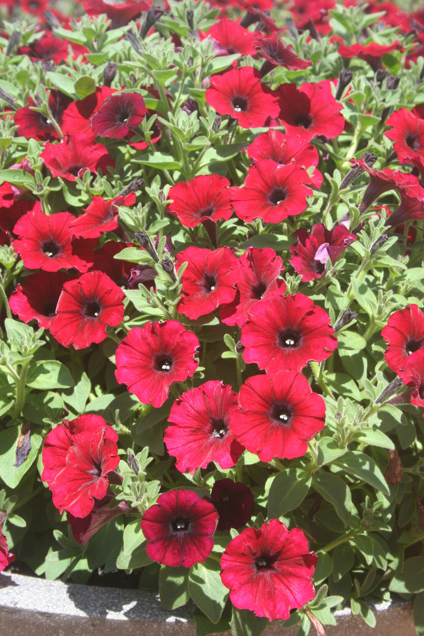 Petunia hybrid Supertunia 'Black Cherry'