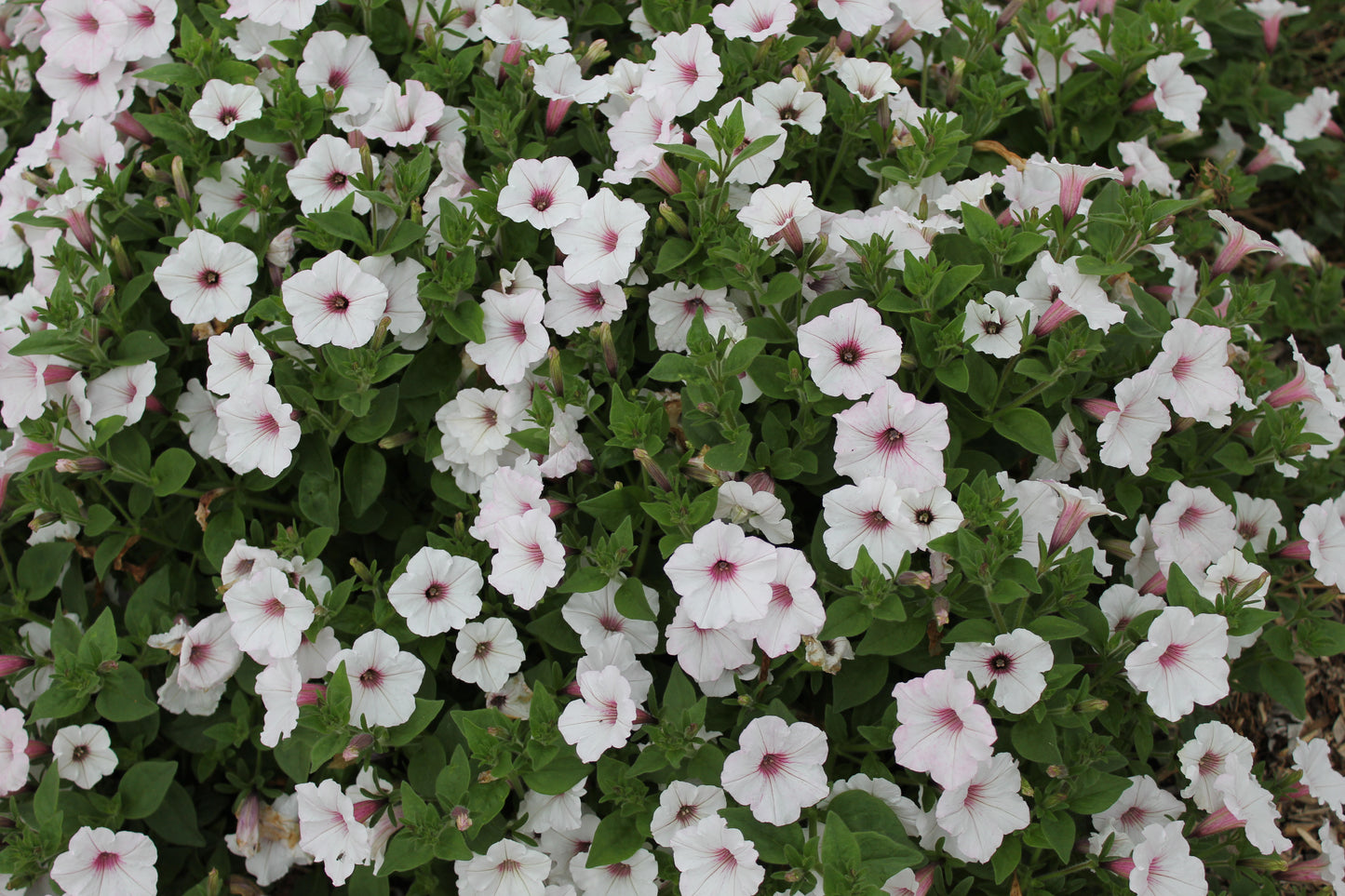 Petunia hybrid Supertunia Vista 'Silverberry'