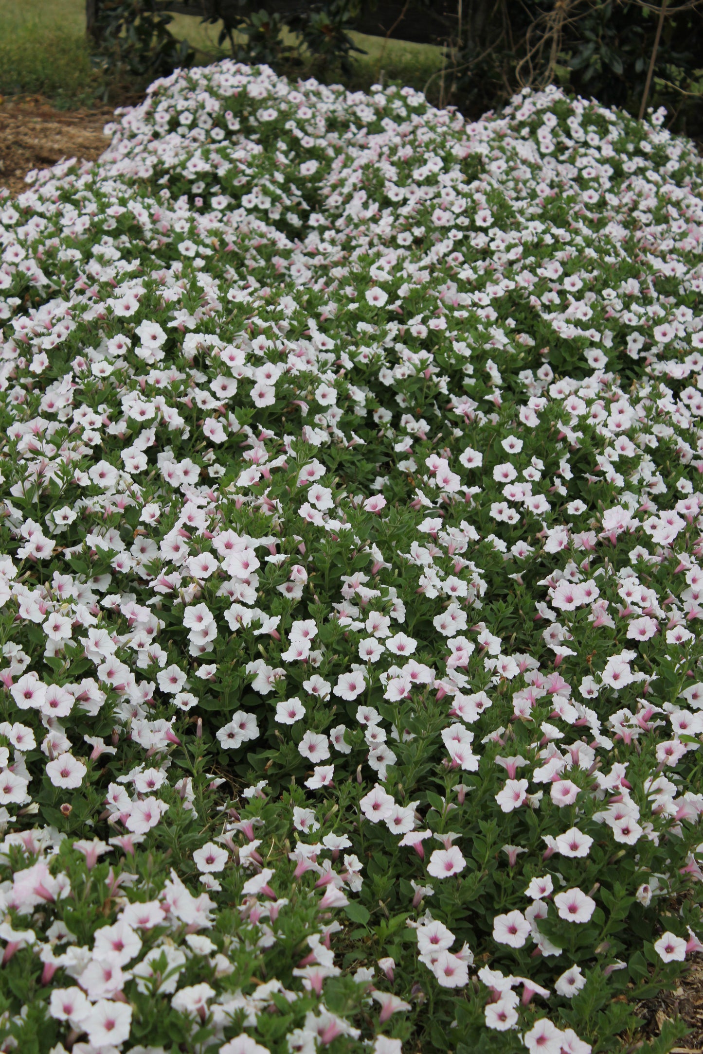 Petunia hybrid Supertunia Vista 'Silverberry'