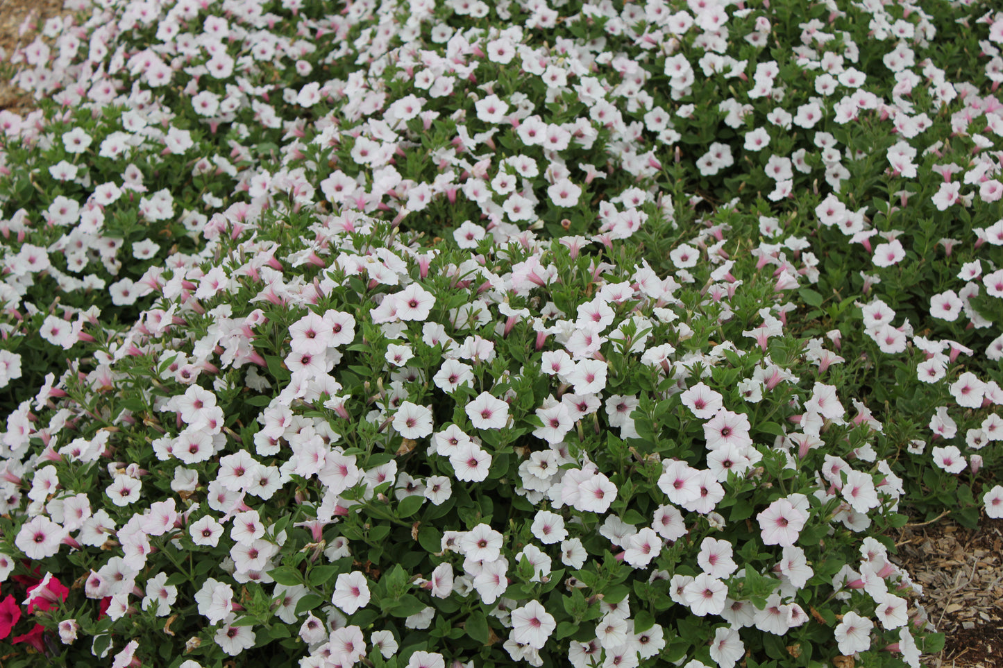Petunia hybrid Supertunia Vista 'Silverberry'