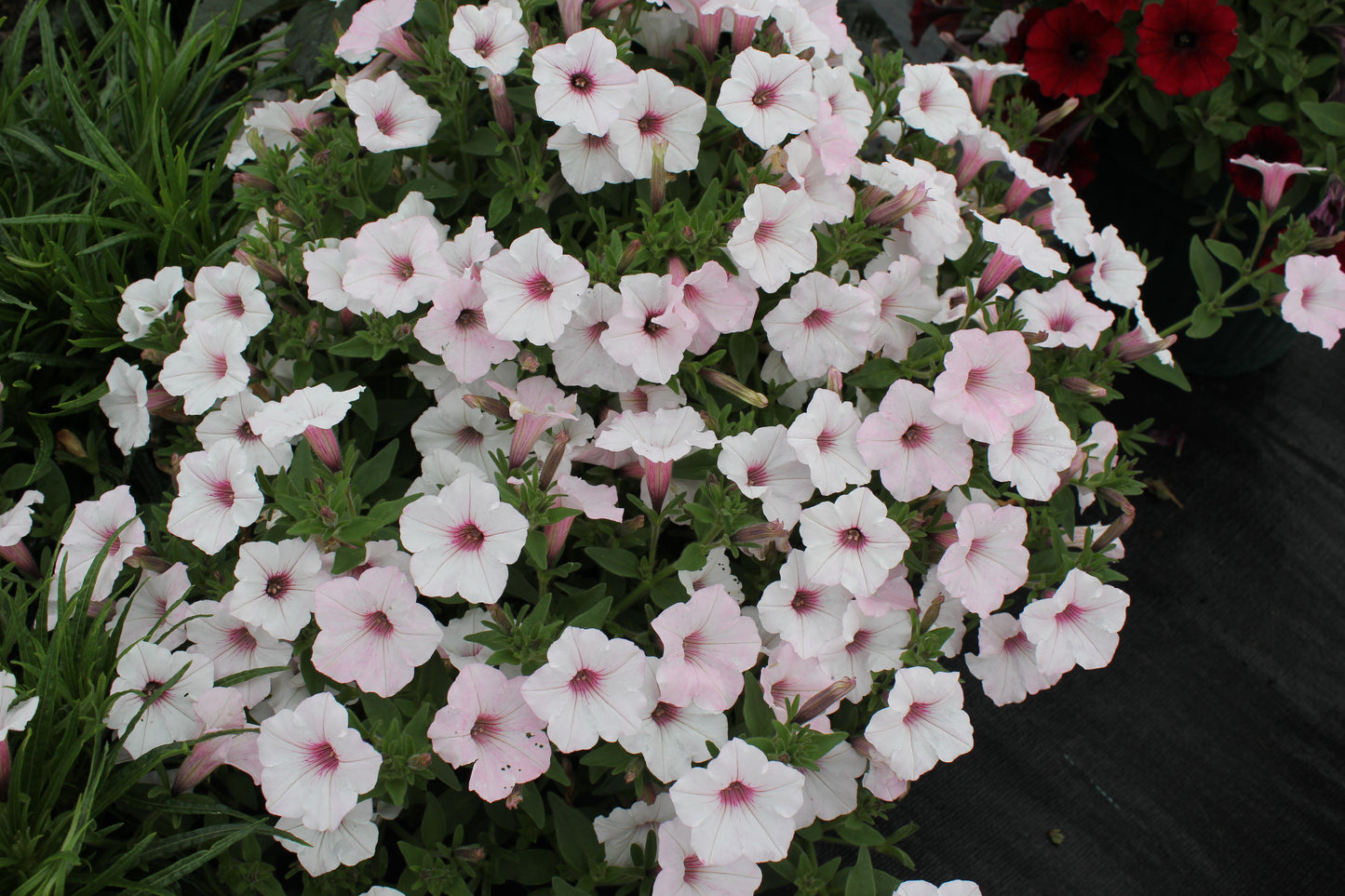 Petunia hybrid Supertunia Vista 'Silverberry'