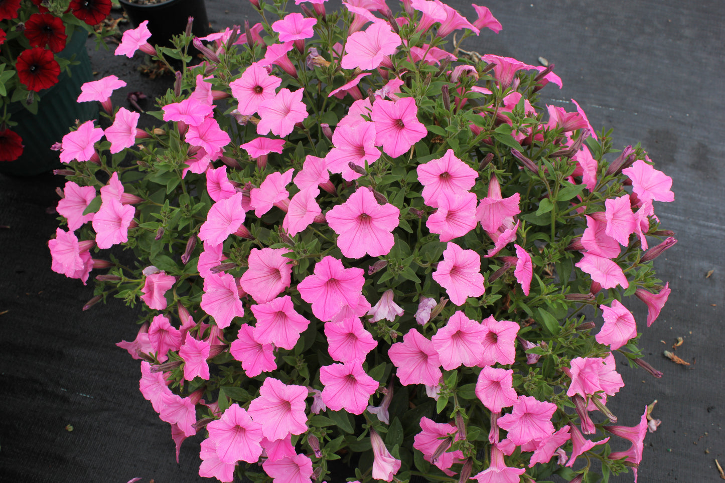Petunia hybrid Supertunia Vista 'Bubblegum'
