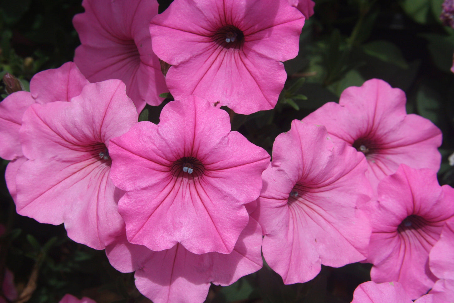 Petunia hybrid Supertunia Vista 'Bubblegum'