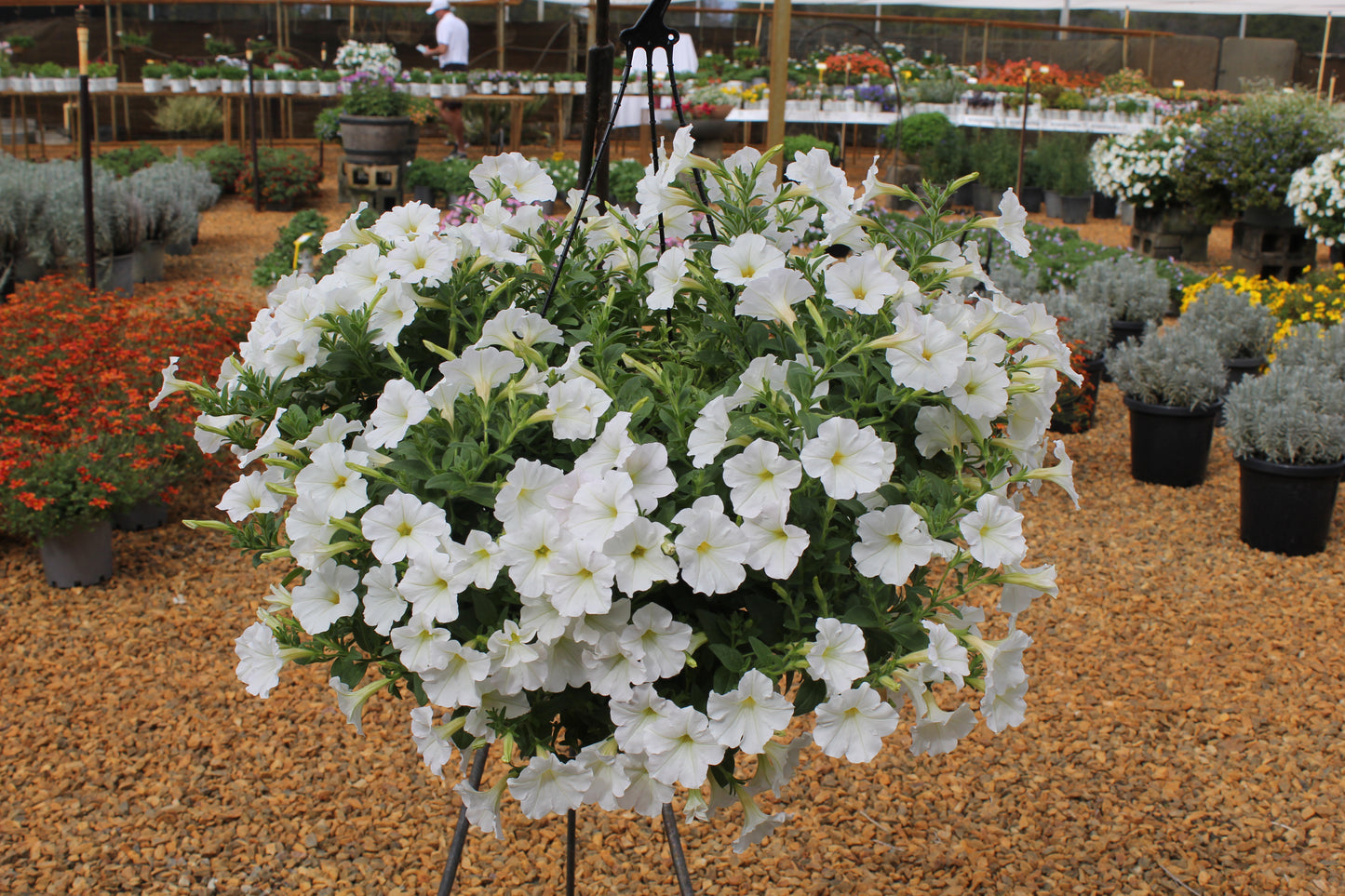 Petunia hybrid Supertunia Mini Vista 'White Charm'