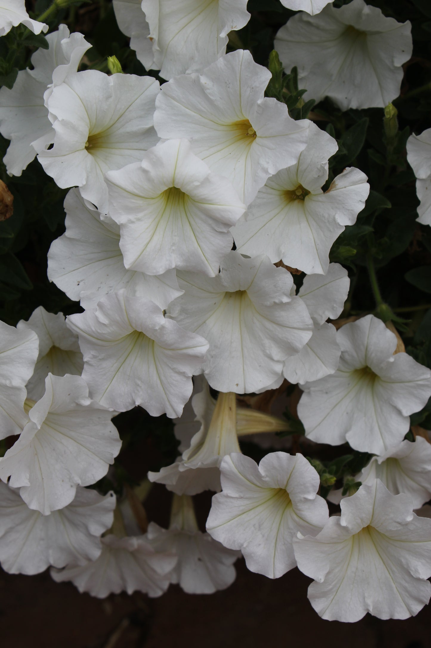 Petunia hybrid Supertunia Mini Vista 'White Charm'