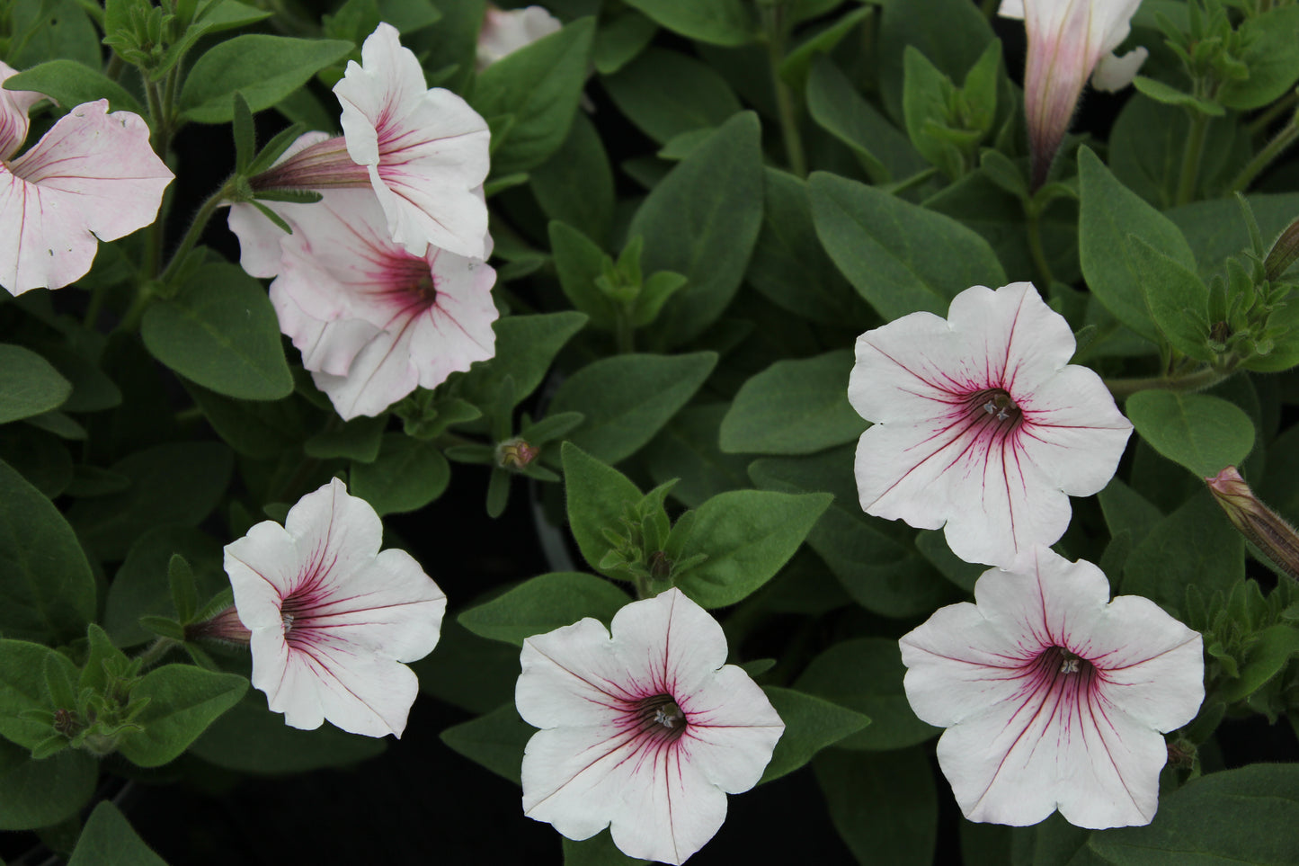 Petunia hybrid Supertunia Vista 'Silverberry'