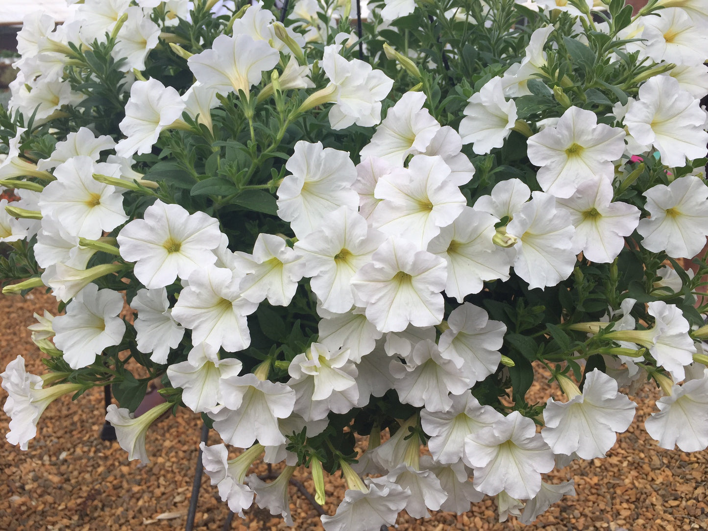 Petunia hybrid Supertunia Mini Vista 'White Charm'