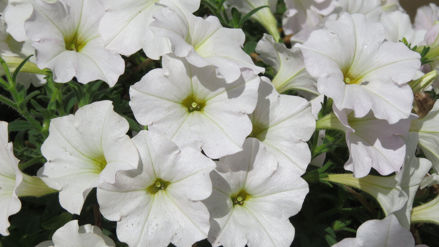 Petunia hybrid Supertunia Mini Vista 'White Charm'
