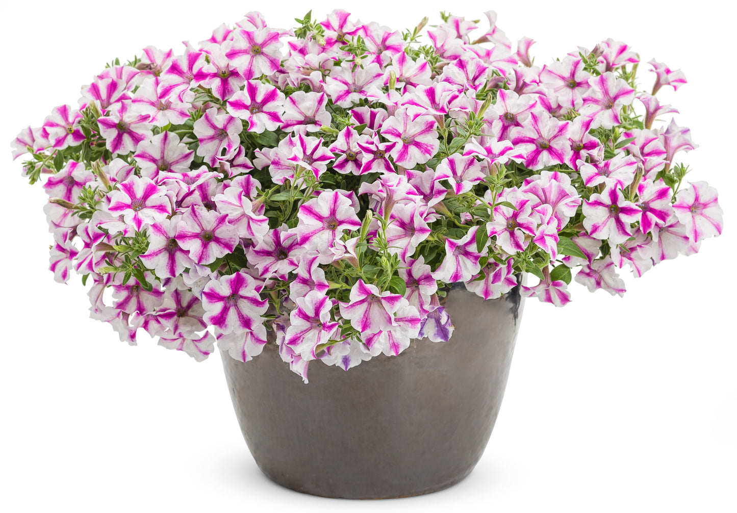 Petunia hybrid Supertunia 'Lovie Dovie'