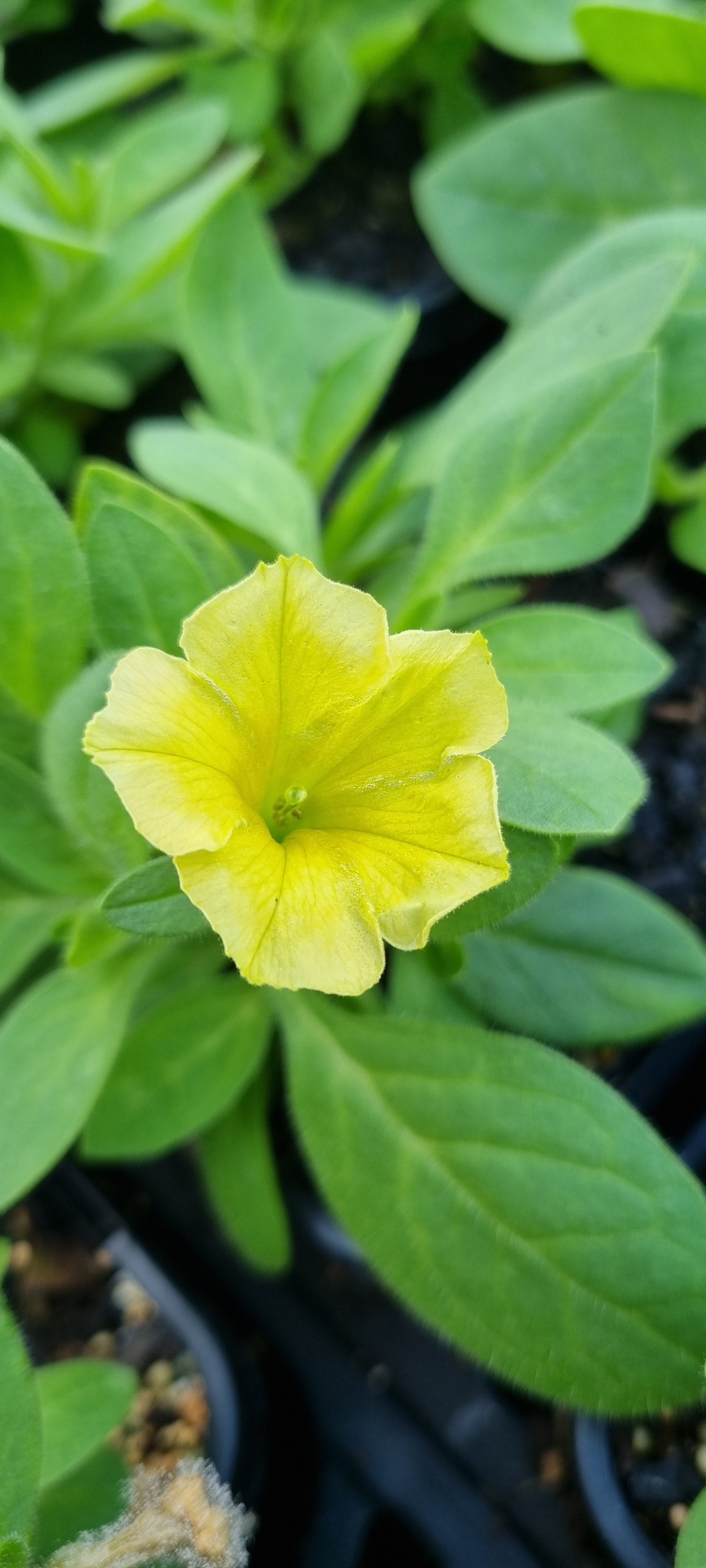 Petunia hybrid Supertunia Mini Vista 'Yellow'