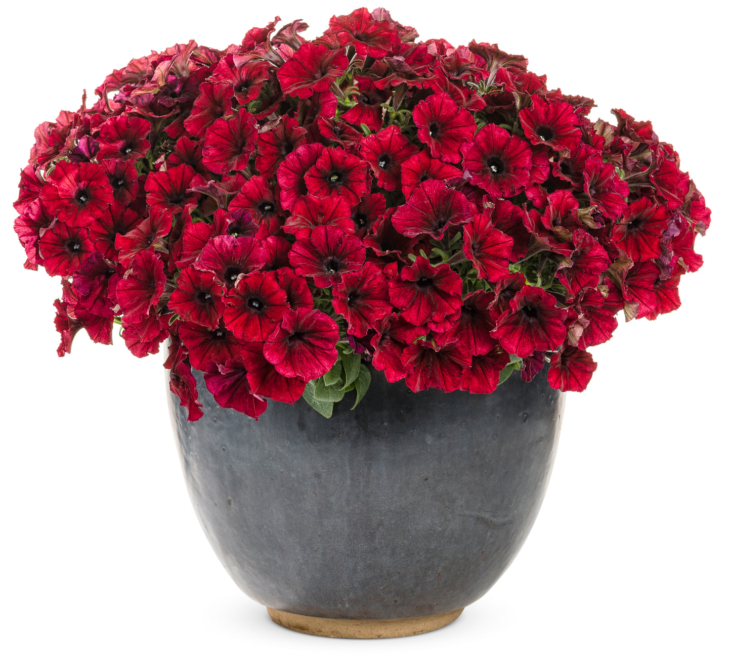 Petunia hybrid Supertunia 'Black Cherry'