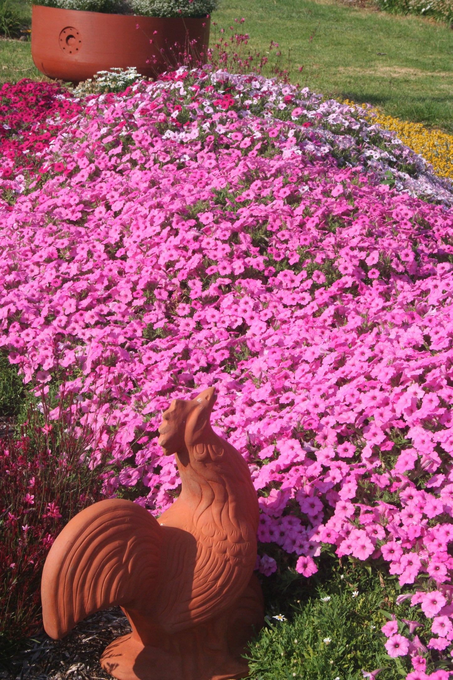 Petunia hybrid Supertunia Vista 'Bubblegum'