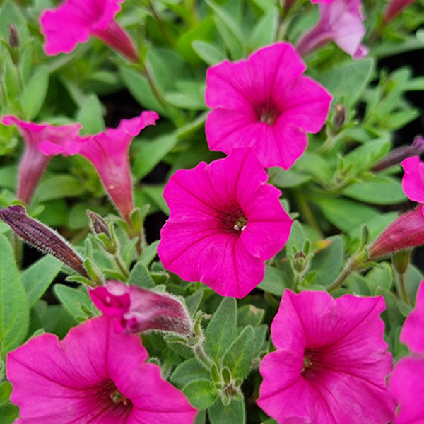 Petunia hybrid Supertunia Mini Vista 'Hot Pink'