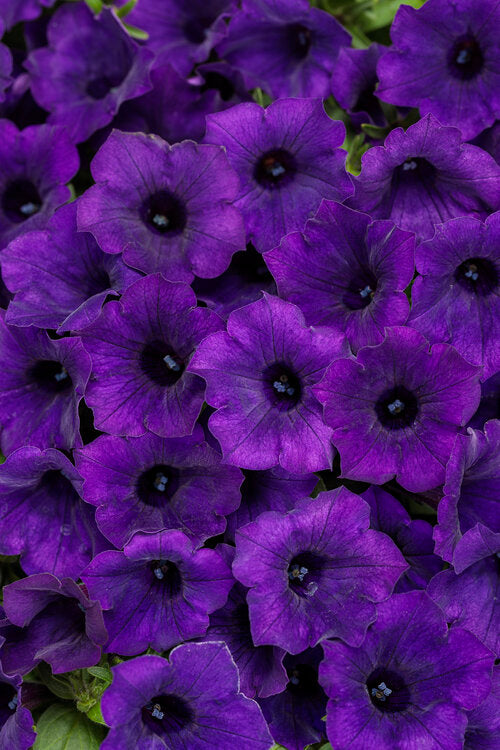 Petunia hybrid Supertunia Mini Vista 'Ultramarine' - NEW SPRING 2026