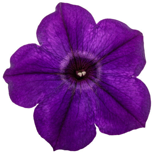 Petunia hybrid Supertunia 'Royal Velvet'
