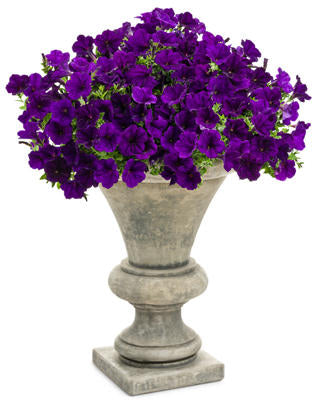 Petunia hybrid Supertunia 'Royal Velvet'