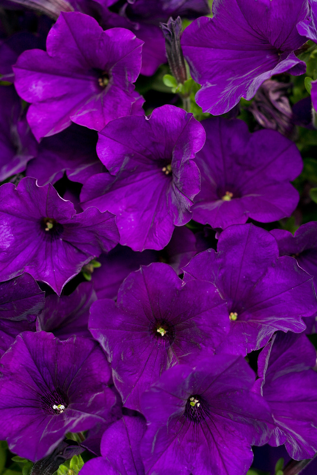 Petunia hybrid Supertunia 'Royal Velvet'