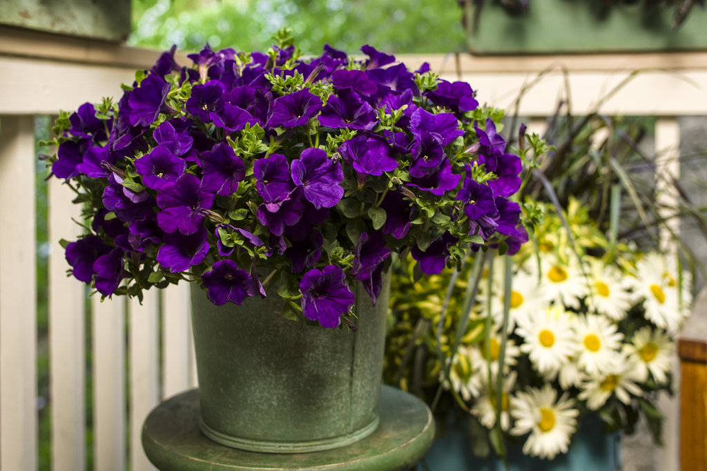 Petunia hybrid Supertunia 'Royal Velvet'