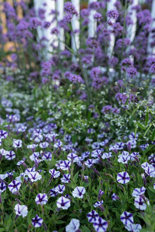 Petunia hybrid Supertunia Mini Vista 'Violet Star Charm'