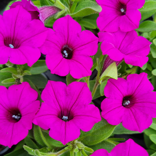Petunia hybrid Supertunia Vista 'Jazzberry'