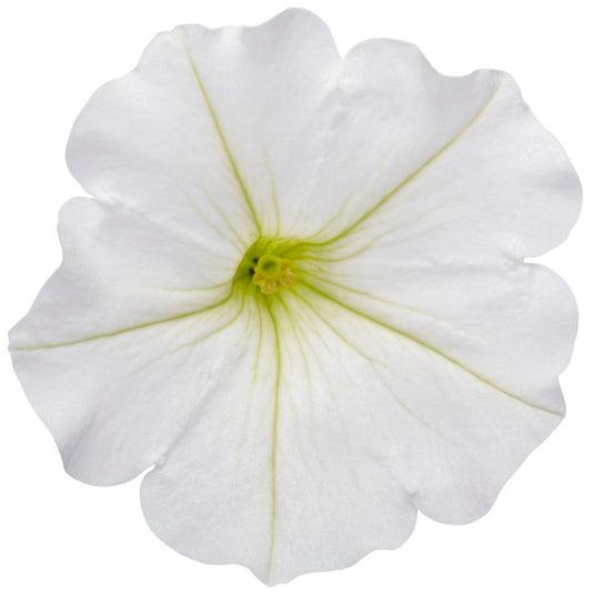 Petunia Supertunia Vista 'Snowdrift' - WILL RETUN SPRING 2026