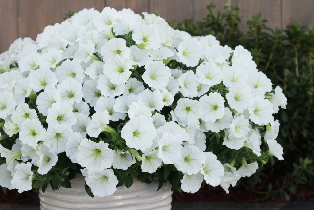 Petunia Supertunia Vista 'Snowdrift' - WILL RETUN SPRING 2026