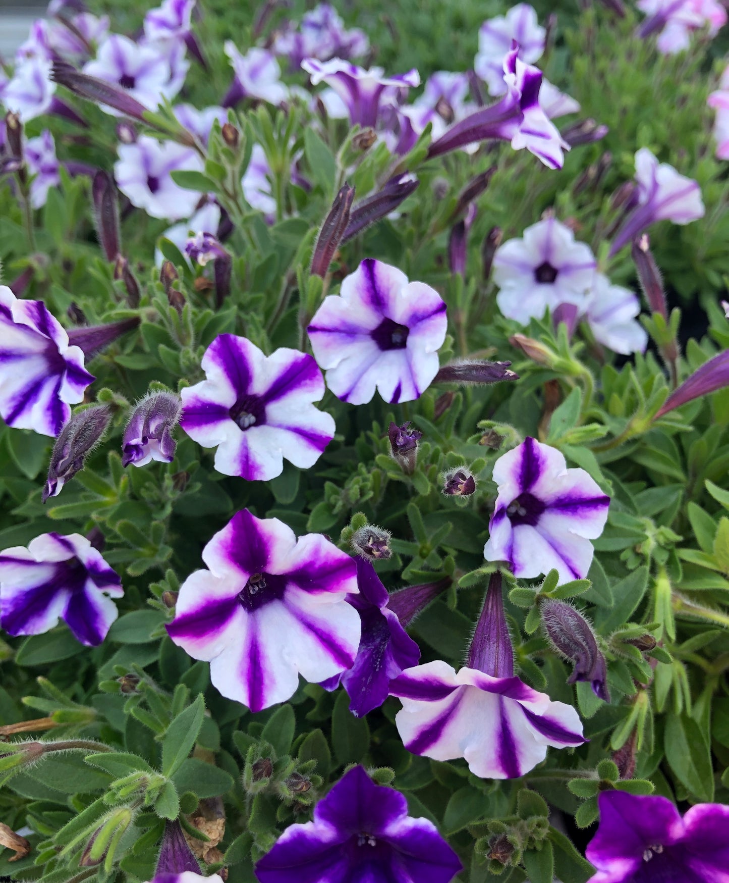 Petunia hybrid Supertunia Mini Vista 'Violet Star Charm'