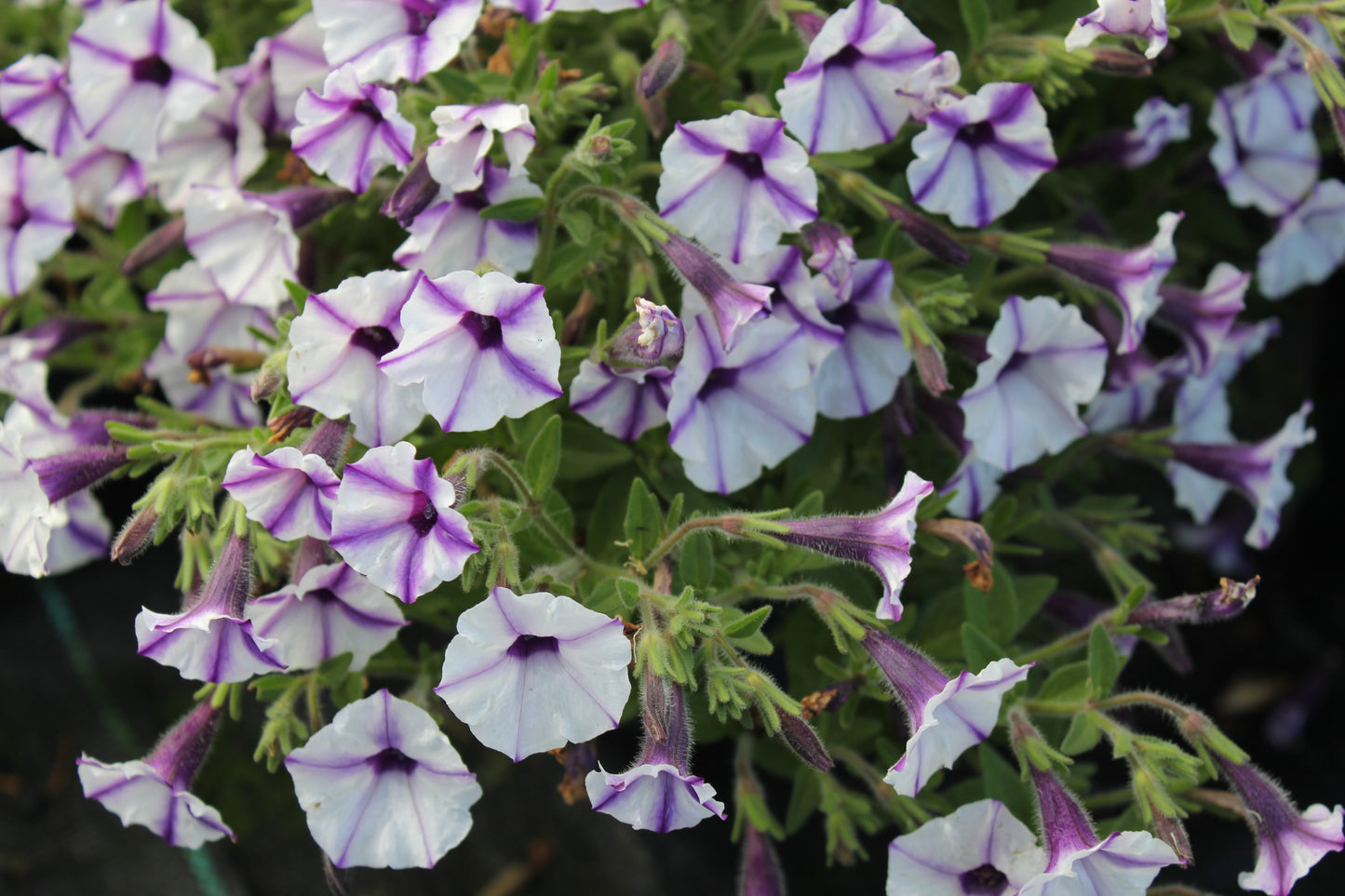 Petunia hybrid Supertunia Mini Vista 'Violet Star Charm'